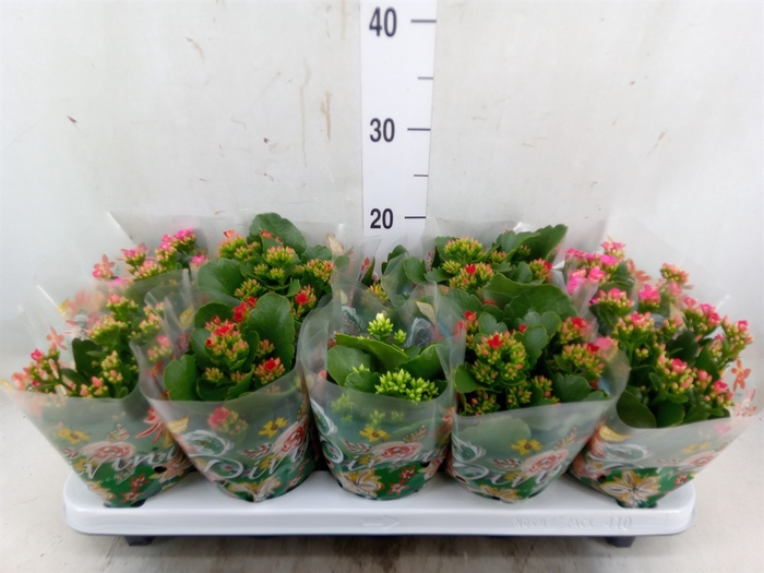<h4>Kalanchoe blos.   ..mix 5</h4>
