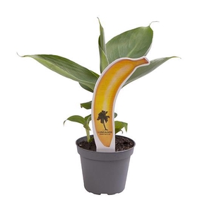 MUSA ACUMINATA P6 MET ETIKET