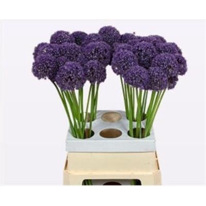 ALLIUM AMBASSADOR 90 P.BL