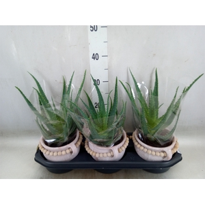 Aloe arborescens