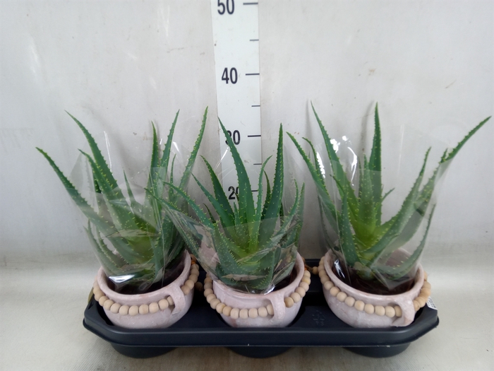 <h4>Aloe arborescens</h4>