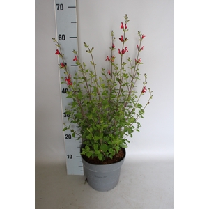 vaste planten 19 cm  Salvia macr. 'Hot Lips'