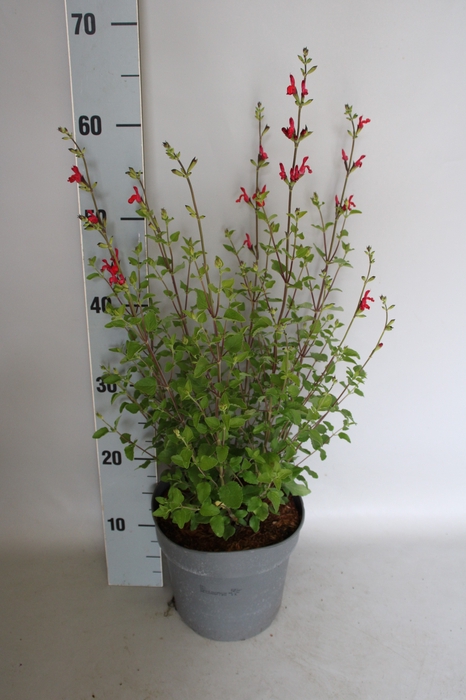 <h4>vaste planten 19 cm  Salvia macr. 'Hot Lips'</h4>