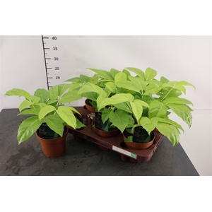 Schefflera 12 Cm. P. Golden Amate