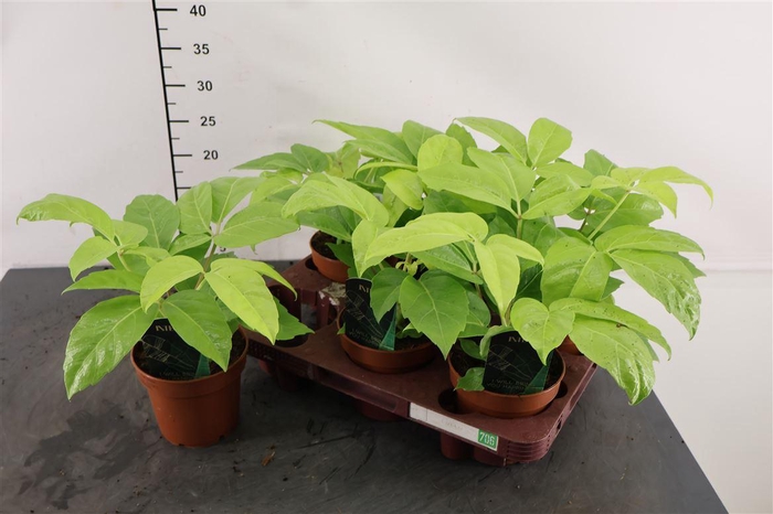 <h4>Schefflera 12 Cm. P. Golden Amate</h4>