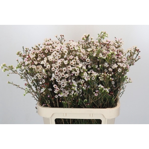 Chamelaucium Moonlight Delight