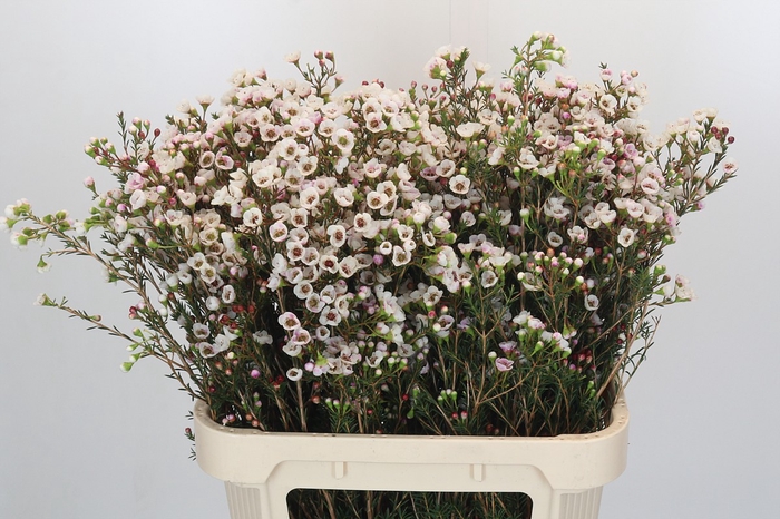 <h4>Chamelaucium Moonlight Delight</h4>