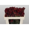 Leucadendron Blush Spray