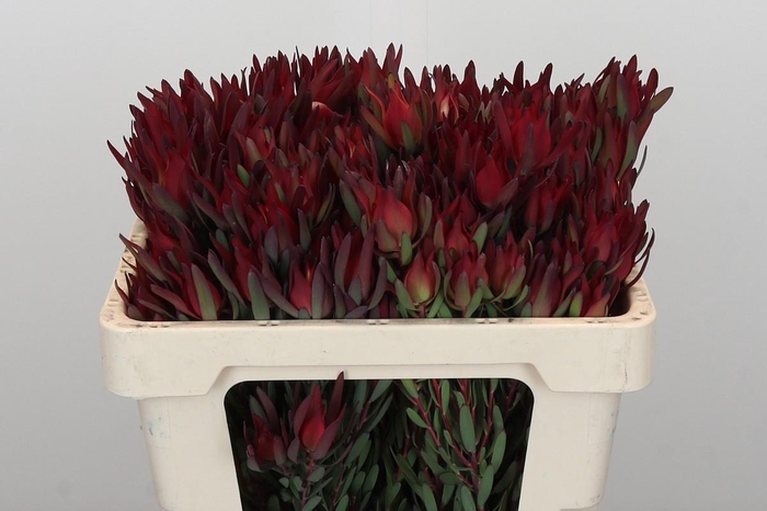 <h4>Leucadendron Blush Spray</h4>