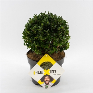 Ilex crenata Dark Green, P17, Bol Ø15cm