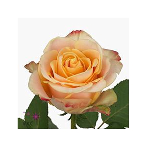 Rosa large pebbles