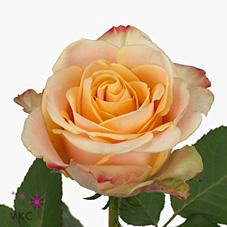 <h4>Rosa large pebbles</h4>