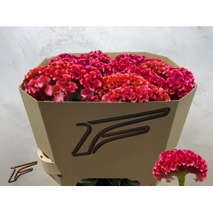 CEL C MUSE CORAL