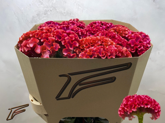 <h4>CEL C MUSE CORAL</h4>