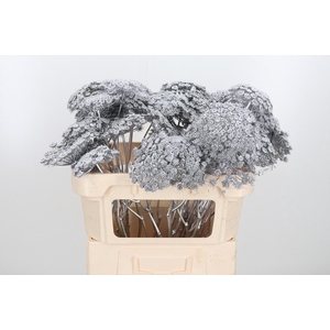 Ammi Zaad Kl Bh Zilver