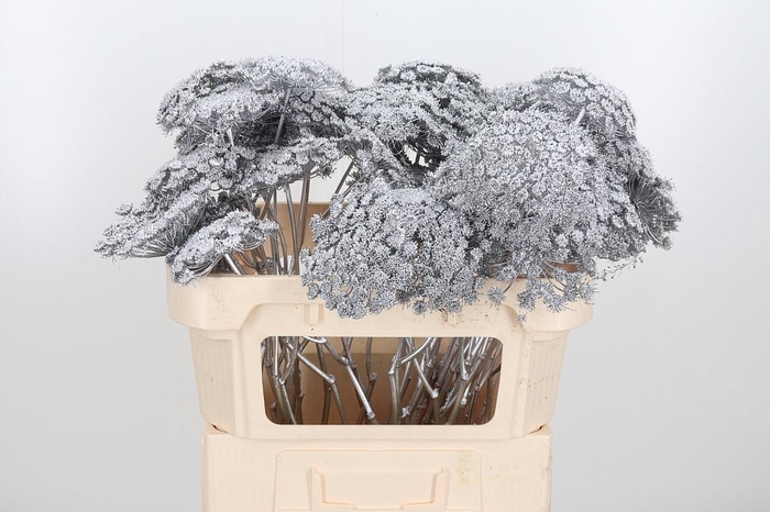 <h4>Ammi Zaad Kl Bh Zilver</h4>