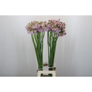 Allium Rosy Bells