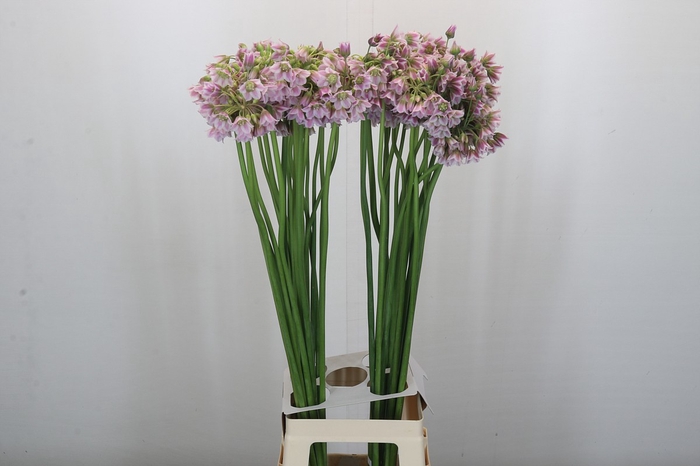 <h4>Allium Rosy Bells</h4>
