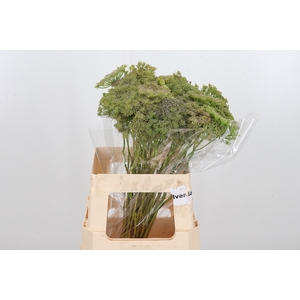 Ammi Majus Visnaga Zaad