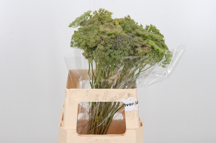 <h4>Ammi Majus Visnaga Zaad</h4>