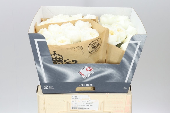 <h4>Rosa Gr Gar Parfum Blanche!</h4>