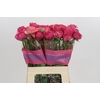 Ranunculus Romance Nohant Dark