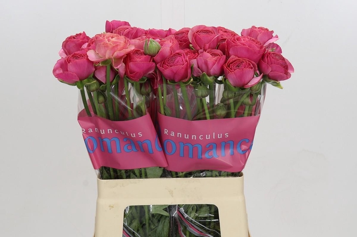 Ranunculus Romance Nohant Dark