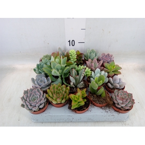 Succulents   ...