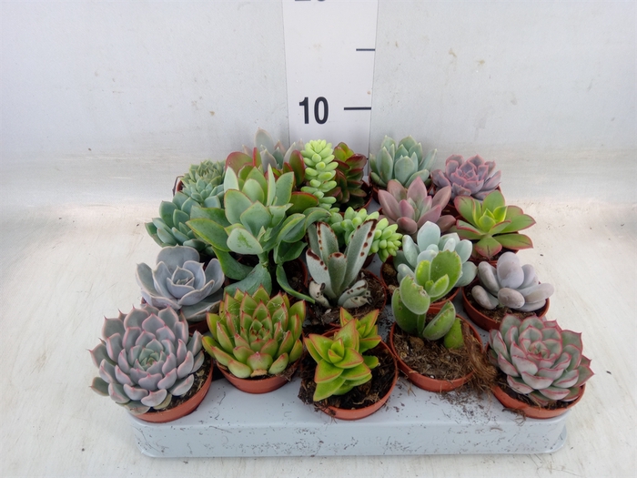 <h4>Succulents   ...</h4>