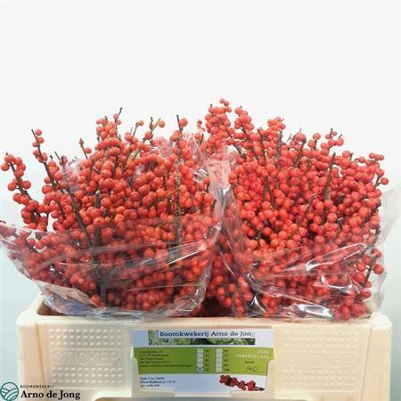 <h4>Ilex Ve Rode Bes</h4>