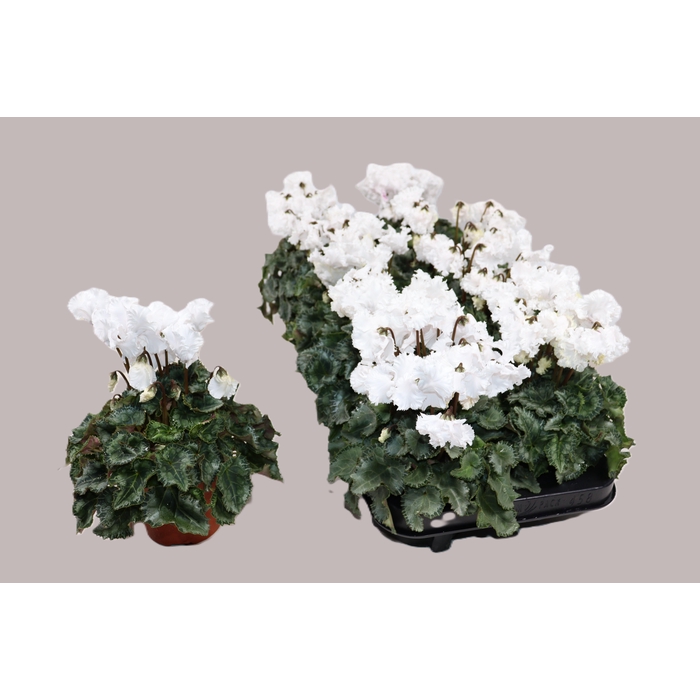 <h4>CYCL KL METIS CRISPI</h4>