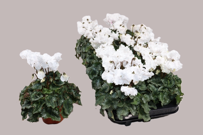 CYCL KL METIS CRISPI