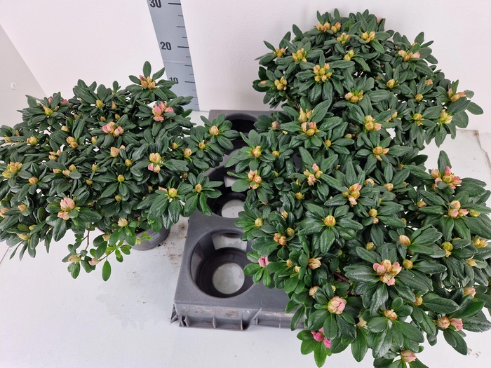 <h4>RHODO SI MICHELLE-MA</h4>