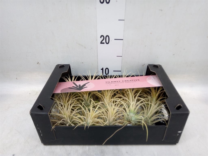 <h4>Tillandsia ionantha</h4>