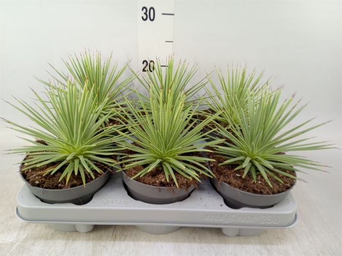<h4>Agave stricta 'Nana'</h4>