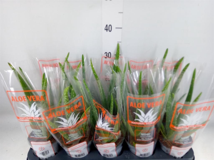 <h4>Aloe vera</h4>