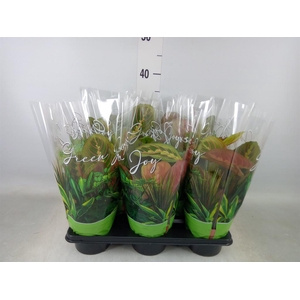 Maranta leuc. 'Fascinator'