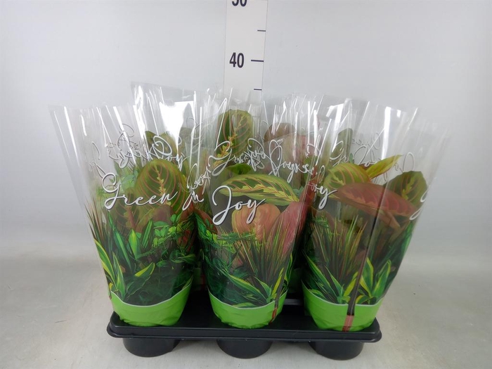 <h4>Maranta leuc. 'Fascinator'</h4>