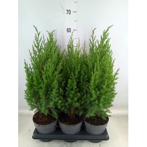 Juniperus chinensis 'Stricta'