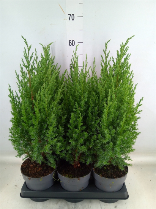 <h4>Juniperus chinensis 'Stricta'</h4>