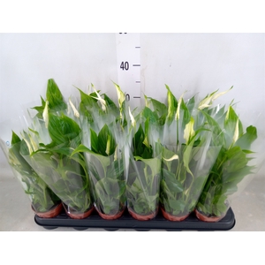 Spathiphyllum  'Chopin'
