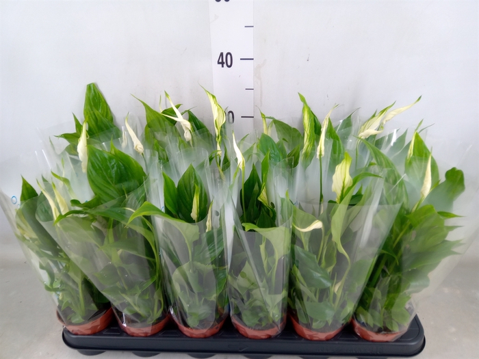 <h4>Spathiphyllum  'Chopin'</h4>