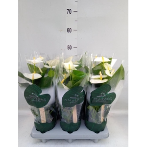 Anthurium andr. 'Samora'