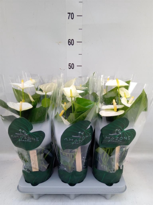 <h4>Anthurium andr. 'Samora'</h4>