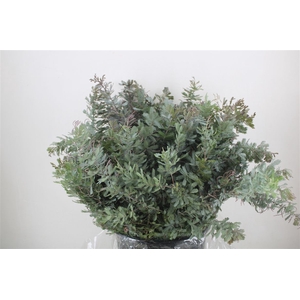 Mimosa Baleana P Bunch
