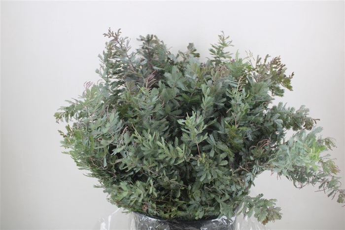 <h4>Mimosa Baleana P Bunch</h4>