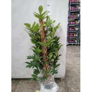 Philodendron pedatum