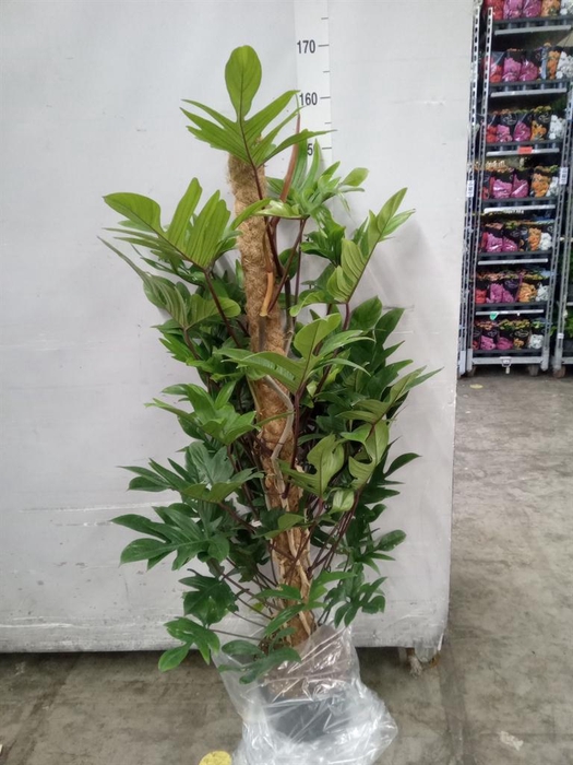 <h4>Philodendron pedatum</h4>