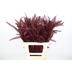 Grevilea Ivanhoe Kl Bh Bordeaux