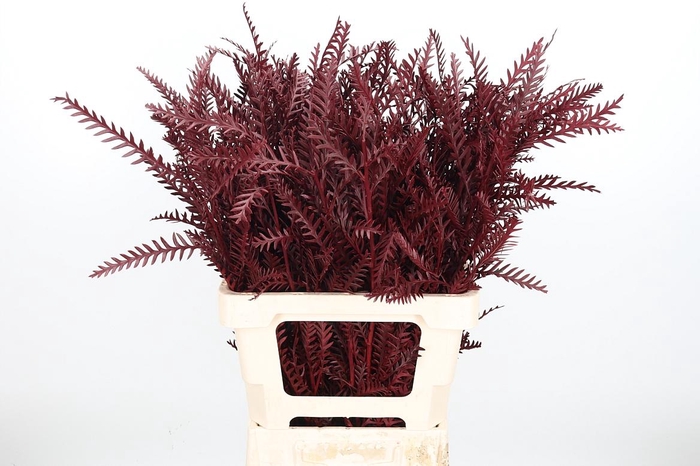 <h4>Grevilea Ivanhoe Kl Bh Bordeaux</h4>